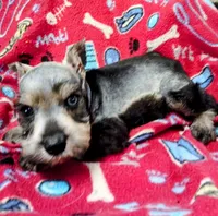 Dallas, a male Miniature Schnauzer for sale in Willisville, AR – 5 of 7