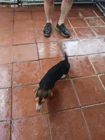 Sport, a male Beagle for sale in Willisville, AR – 7 of 8