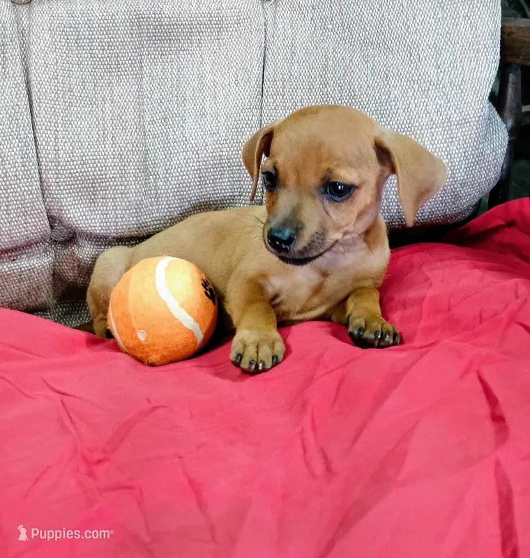 Buster Brown – Chihuahua puppy for sale in Willisville, AR
