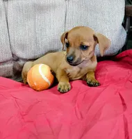 Buster Brown, a male Chihuahua for sale in Willisville, AR – 1 of 3