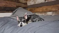 Dallas, a male Miniature Schnauzer for sale in Camden, AR – 5 of 9