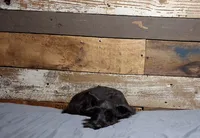 Ebony , a female Miniature Schnauzer for sale in Camden, AR – 5 of 10