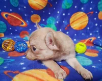 Cutie patootee, a male Chihuahua for sale in Camden, AR – 4 of 5