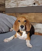 Pistol, a male Beagle for sale in Camden, AR – 4 of 10