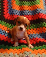 Fee Fee, a female Chihuahua for sale in Willisville, AR – Photo 2 of 4