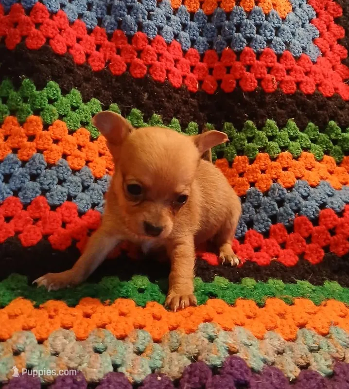 Fee Fee – Chihuahua puppy for sale in Willisville, AR