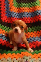 Fee Fee, a female Chihuahua for sale in Willisville, AR – Photo 3 of 4