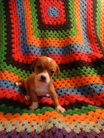 Fee Fee, a female Chihuahua for sale in Willisville, AR – Photo 1 of 4