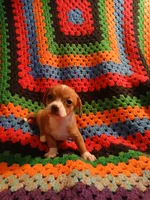 Fee Fee, a female Chihuahua for sale in Willisville, AR – Photo 4 of 4