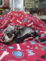 Dallas, a male Miniature Schnauzer for sale in Willisville, AR – 7 of 7
