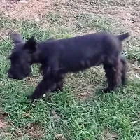 Wilbur, a male Miniature Schnauzer for sale in Willisville, AR – Photo 1 of 3