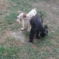 Wilbur, a male Miniature Schnauzer for sale in Willisville, AR – Photo 3 of 3