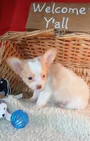 Fuzzy Wazzy, a male Chihuahua for sale in Willisville, AR – 4 of 4