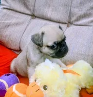 Chubby, a male Pug for sale in Willisville, AR – 2 of 4