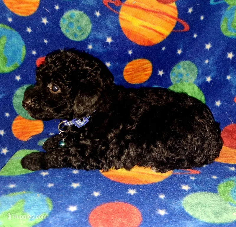 Doodle – Poodle - Toy  puppy for sale in Camden, AR