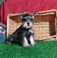 Akc Candy, a male Miniature Schnauzer for sale in Willisville, AR – 2 of 3