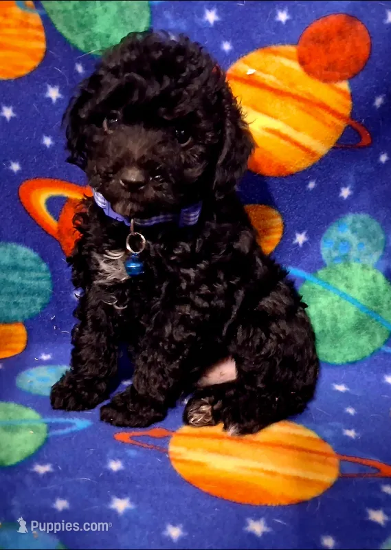 Doodle – Poodle - Toy  puppy for sale in Camden, AR