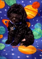 Doodle, a male Poodle - Toy  for sale in Camden, AR – 2 of 6