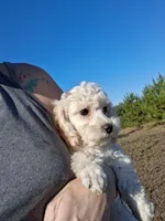 Rowdy, a male Poodle - Toy  for sale in Camden, AR – 5 of 7