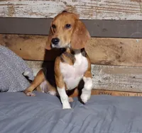 Pistol, a male Beagle for sale in Camden, AR – 2 of 10
