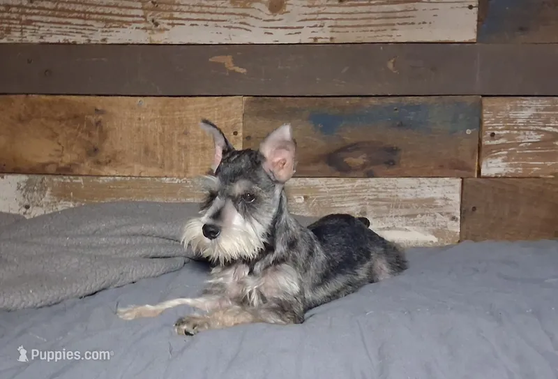 Akc Dallas – Miniature Schnauzer puppy for sale in Camden, AR