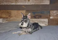 Dallas, a male Miniature Schnauzer for sale in Camden, AR – 1 of 9
