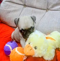 Chubby, a male Pug for sale in Willisville, AR – 4 of 4