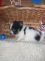 Happy, a male Pomeranian for sale in Camden, AR – 2 of 10