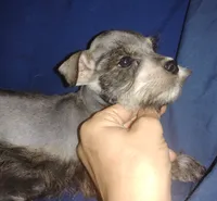 Akc Candy, a male Miniature Schnauzer for sale in Willisville, AR – 3 of 3