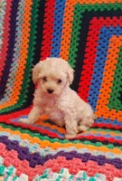 Hope, a female Poodle - Toy  for sale in Waldo, AR – 3 of 3