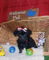 Shadow , a male Poodle - Toy  for sale in Willisville, AR – 3 of 3