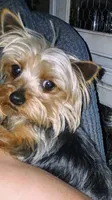 3bls Tiny Tot, a male Yorkshire Terrier for sale in Willisville, AR – Photo 1 of 6