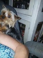 3bls Tiny Tot, a male Yorkshire Terrier for sale in Willisville, AR – Photo 6 of 6