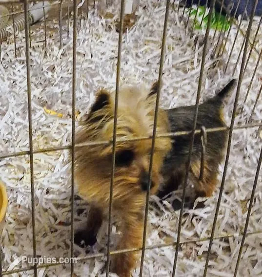 Tiny Tot – Yorkshire Terrier puppy for sale in Willisville, AR