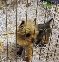 Tiny Tot, a male Yorkshire Terrier for sale in Willisville, AR – Photo 1 of 4