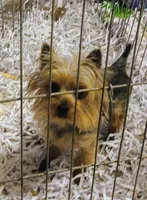 Tiny Tot, a male Yorkshire Terrier for sale in Willisville, AR – Photo 4 of 4