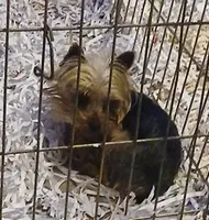 Tiny Tot, a male Yorkshire Terrier for sale in Willisville, AR – Photo 3 of 4