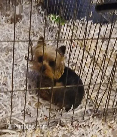 3 lbs Tiny Tot – Yorkshire Terrier puppy for sale in Willisville, AR
