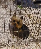 Tiny Tot, a male Yorkshire Terrier for sale in Willisville, AR – Photo 2 of 4