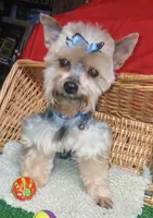 Jaksons Replice Rerun, a male Yorkshire Terrier for sale in Willisville, AR – 2 of 9