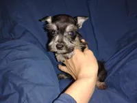 Akc Jackson, a male Miniature Schnauzer for sale in Willisville, AR – 4 of 4