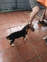 Sport, a male Beagle for sale in Willisville, AR – 8 of 8