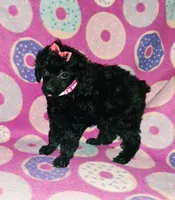 Curly q, a female Poodle - Toy  for sale in Camden, AR – 6 of 7