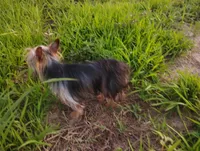 Sammy, a male Yorkshire Terrier for sale in Waldo, AR – 5 of 8