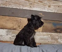 Ebony , a female Miniature Schnauzer for sale in Camden, AR – 2 of 10