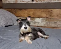 Abaline, a female Miniature Schnauzer for sale in Camden, AR – 3 of 6