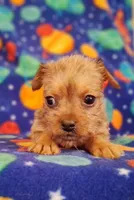 Milo, a male Yorkshire Terrier for sale in Waldo, AR – 2 of 6