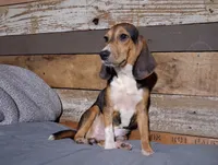 Sport, a male Beagle for sale in Camden, AR – 6 of 6