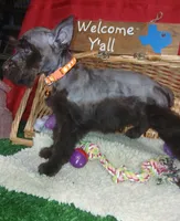 Akc Hazel , a female Miniature Schnauzer for sale in Willisville, AR – 3 of 4