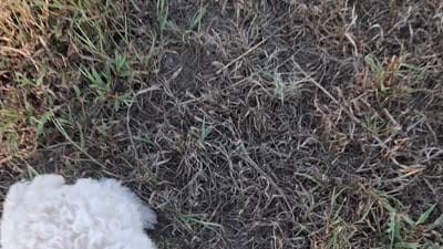 Rowdy, a male Poodle - Toy  for sale in Camden, AR – 6 of 7